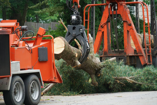 Residential Tree Removal in Briggs, OK